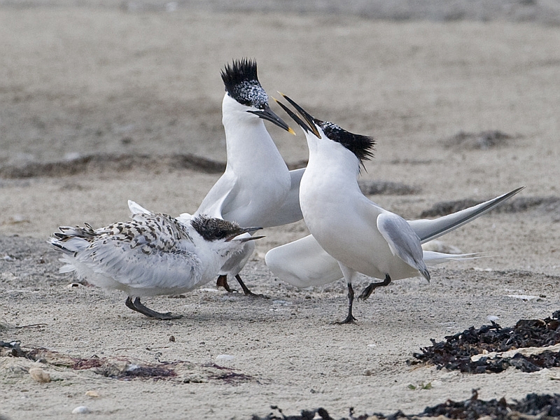 Sterna sandvicensis Sandwich Tern Grote Stern